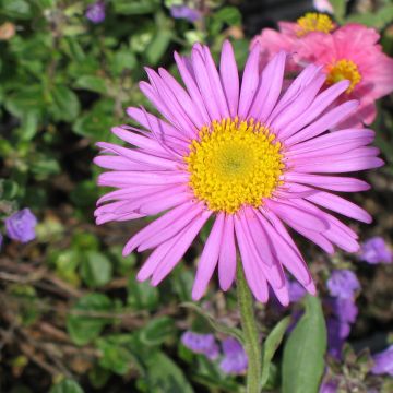 Aster alpinus Pinkie