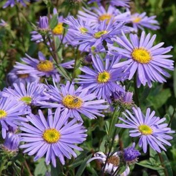 Aster amellus Dr Otto Petschek