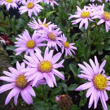 Aster amellus Rosa Erfüllung