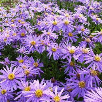 Aster amellus Sonora