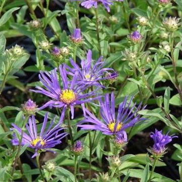 Aster amellus Veilchenkönigin - Violet Queen