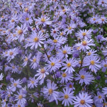 Aster cordifolius Blue Heaven