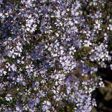 Aster cordifolius Ideal