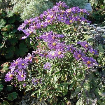 Aster dumosus Early Blue