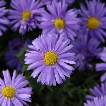 Aster dumosus Lady in Blue