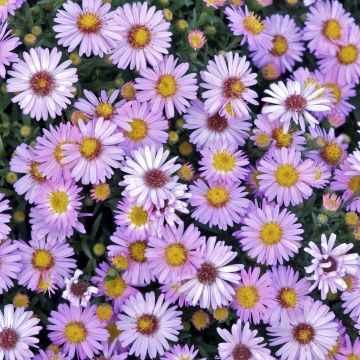 Aster dumosus Marjorie