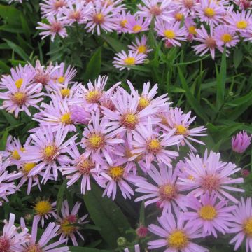 Aster dumosus Peter Harrison