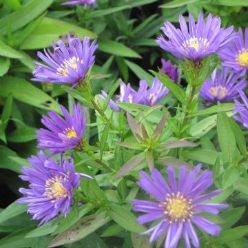 Aster dumosus Samoa - Aster nain d'automne violet