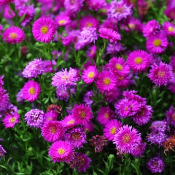 Aster dumosus Starlight