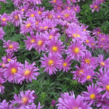 Aster dumosus Tonga