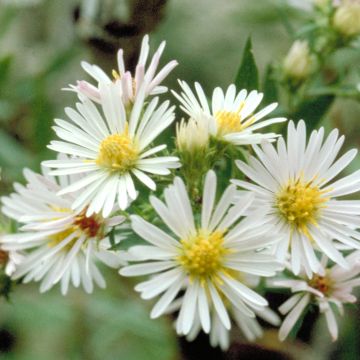 Aster ericoïdes