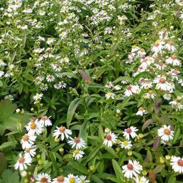 Aster ericoides Herbstmyrte