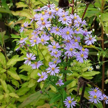 Aster laevis - Aster lisse 