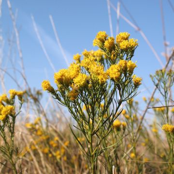 Aster linosyris