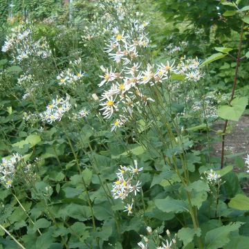 Aster macrophyllus Albus