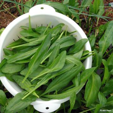 Sea Aster - Aster tripolium or Tripolium pannonicum