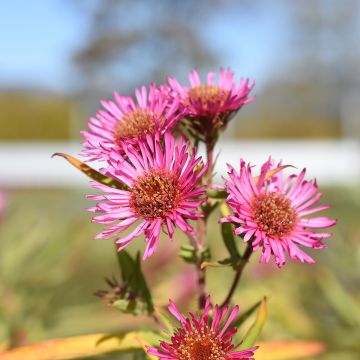 Aster novae-angliae Andenken an Alma Pötschke