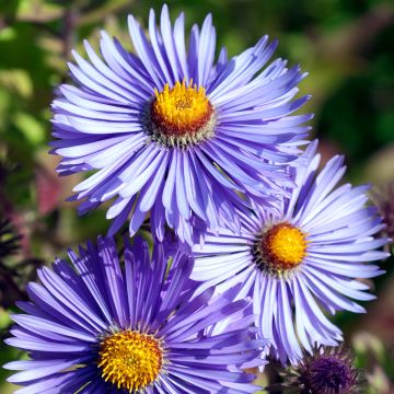 Aster novae angliae Barrs Blue - Aster grand d'automne