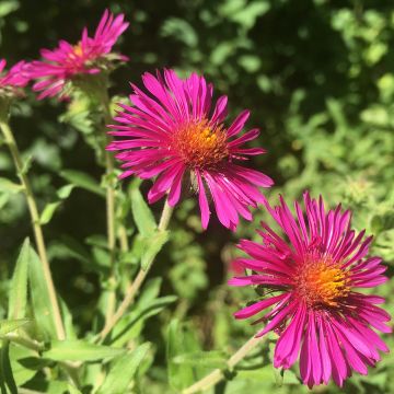 Aster novae-angliae Septemberrubin