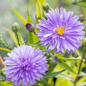 Aster novi-belgii Marie Ballard