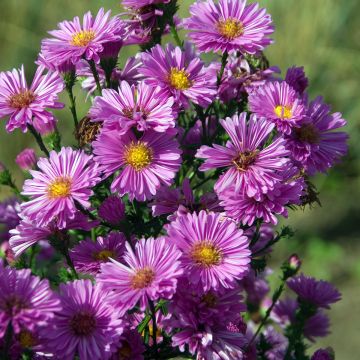 Aster novi-belgii Patricia Ballard - Aster grand d’automne