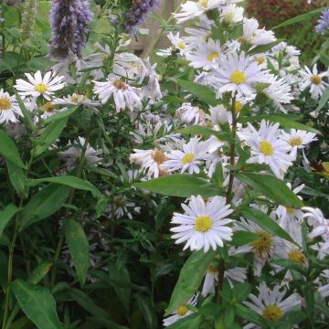 Aster novi-belgii Porzellan