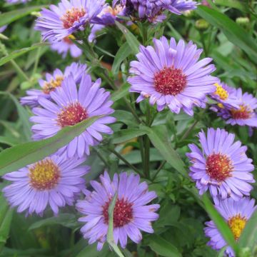 Aster novi-belgii Reitlingstal