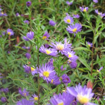 Aster novi-belgii Schone von Dietlikon - Aster grand d’automne