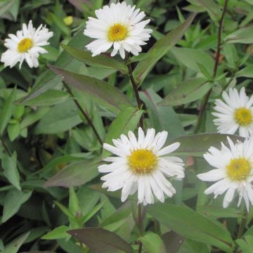 Aster novi-belgii Weisses Wunder - Aster grand d’automne