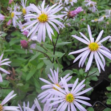 Aster pyrenaeus Lutetia