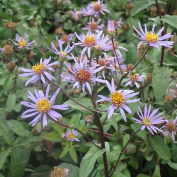 Aster radula August Sky