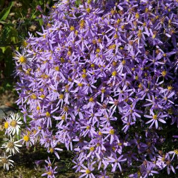 Aster à feuilles de sedum Nanus - Aster sedifolius