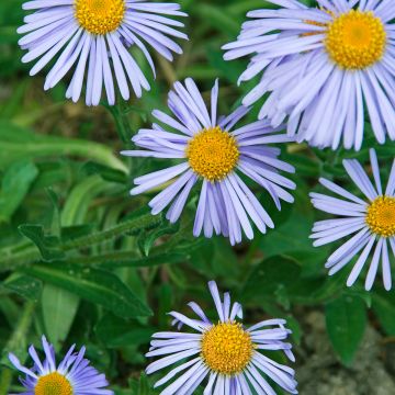 Aster tongolensis Wartburgstern - Aster de Printemps