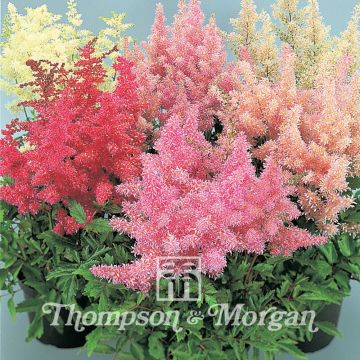 Astilbe arendsii Showstar seeds