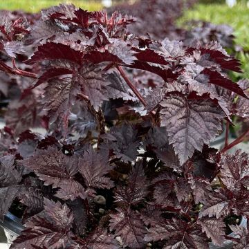 Astilbe chinensis Darkside Of The Moon - Chinese Astilbe