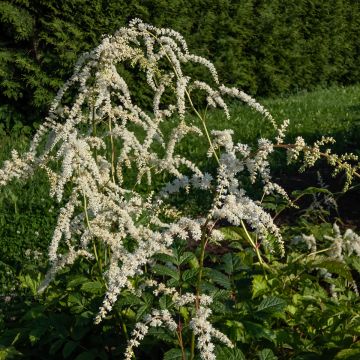 Astilbe thunbergii 'Professor van der Wielen'