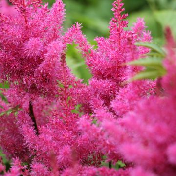 Astilbe chinensis Vision in Pink