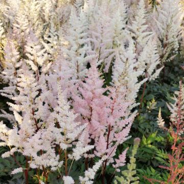 Astilbe arendsii Bumalda