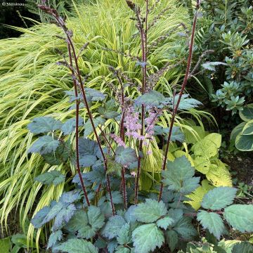 Astilbe Color Flash