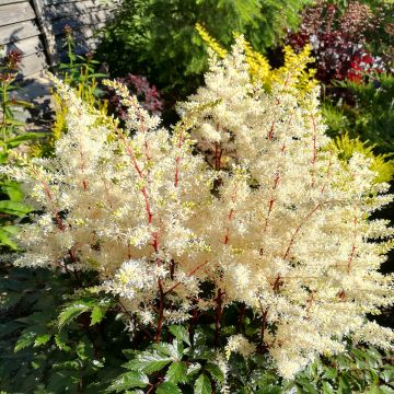 Astilbe Rock and Roll