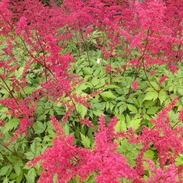 Astilbe arendsii Spinell