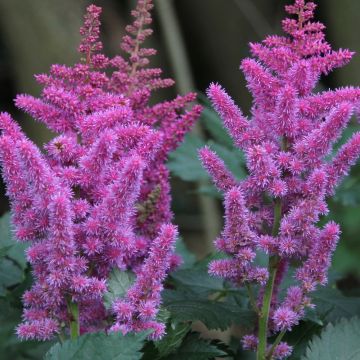 Astilbe chinensis - Chinese Astilbe