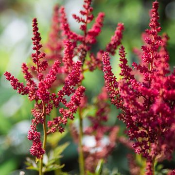 Astilbe chinensis Mighty Chocolate Cherry - Chinese Astilbe