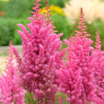 Astilbe chinensis 'Veronica Klose'