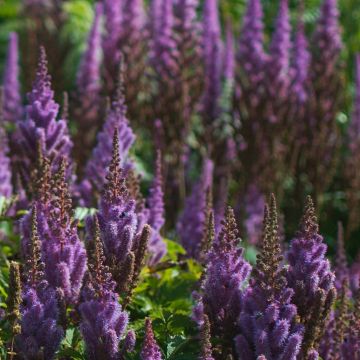 Astilbe chinensis var. taquetii Purpurlanze - Chinese Astilbe