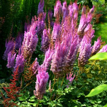 Astilbe chinensis var. taquetii 'Superba'