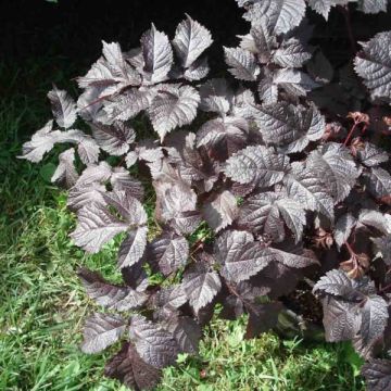 Astilbe 'Chocolate Shogun'