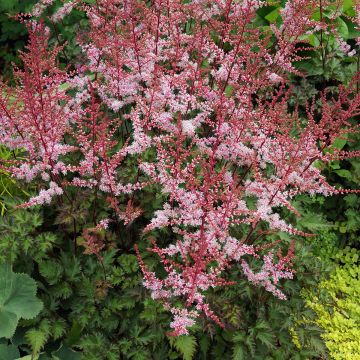 Astilbe Delft Lace - Japanese Astilbe