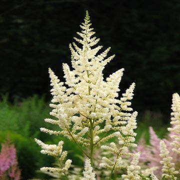 Astilbe Deutschland