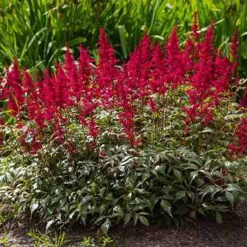 Astilbe japonica 'Red Sentinel'